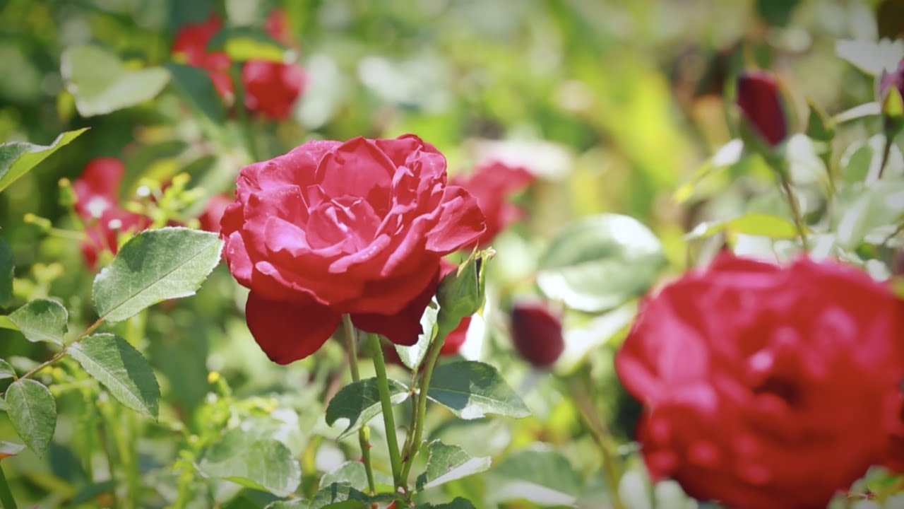 Как защитить розы от зимних холодов?