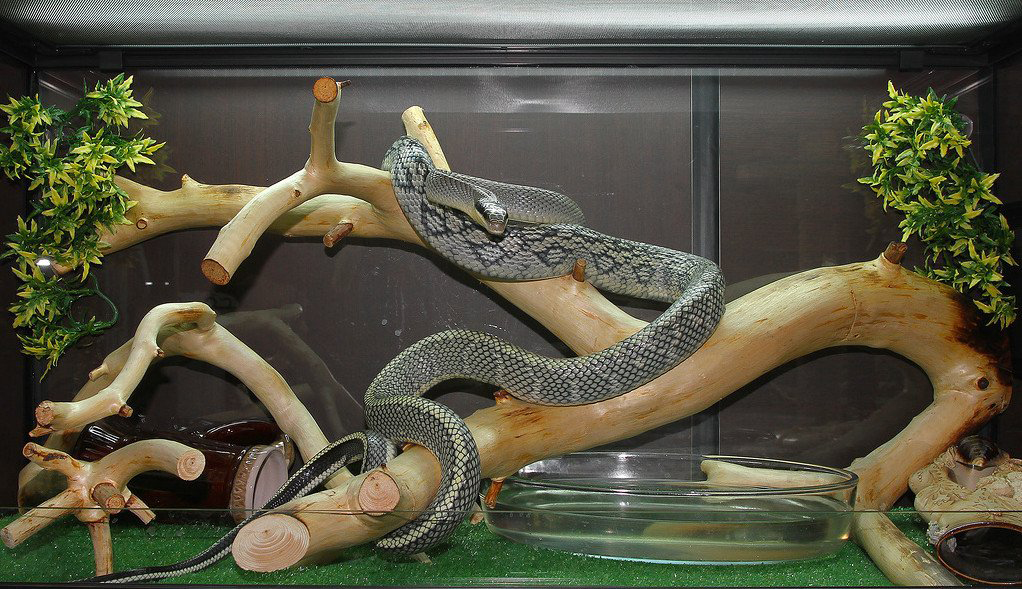 Содержание домашней змеи в стеклянном террариуме